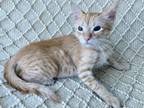 Adopt Skrunk a Orange or Red Domestic Shorthair / Domestic Shorthair / Mixed cat