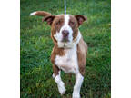 Adopt Dixie a Brown/Chocolate Basset Hound / Mixed dog in Greenwood