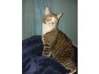 Adopt Woodstock a Gray, Blue or Silver Tabby Tabby / Mixed (medium coat) cat in