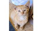 Adopt Skittles a Orange or Red Tabby Domestic Shorthair (short coat) cat in