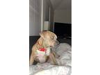 Adopt Jessie a Brindle - with White American Staffordshire Terrier / Mixed dog