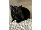 Adopt Blueberry a All Black Domestic Shorthair / Domestic Shorthair / Mixed cat