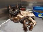 Adopt C Chorizo a All Black Domestic Shorthair / Domestic Shorthair / Mixed cat
