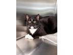 Adopt Shaker a All Black Domestic Shorthair / Domestic Shorthair / Mixed cat in