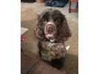 Adopt Georgie a Brown/Chocolate Cocker Spaniel / Mixed dog in Cameron Park