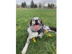 Adopt Ozzy a Merle Australian Shepherd / Catahoula Leopard Dog / Mixed dog in