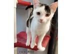 Adopt Lucky Road a White Domestic Shorthair / Domestic Shorthair / Mixed cat in
