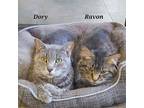 Adopt Ravon a All Black Domestic Mediumhair / Domestic Shorthair / Mixed cat in