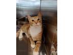 Adopt Governor a Orange or Red Domestic Shorthair / Domestic Shorthair / Mixed