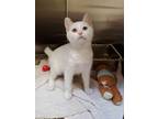 Adopt Cool Whip a White Domestic Shorthair / Domestic Shorthair / Mixed cat in