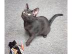 Adopt Jack a Domestic Shorthair / Mixed cat in La Plata, MD (39039452)