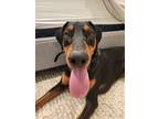 Adopt Hennessey a Brown/Chocolate - with Black Doberman Pinscher / Mixed dog in