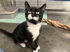 Adopt Roscoe a Domestic Shorthair / Mixed (short coat) cat in Raleigh