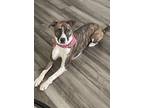 Adopt Nova a Brindle Whippet / Terrier (Unknown Type, Medium) / Mixed dog in