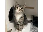 Adopt Fajita a Gray or Blue Domestic Shorthair / Mixed cat in Melfort