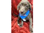 Adopt Payton a Labrador Retriever / Mixed dog in Meridian, MS (38944496)
