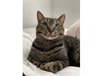 Adopt Pistachio a Brown Tabby American Shorthair / Mixed (short coat) cat in Las