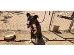 Adopt Ruby a American Pit Bull Terrier / Labrador Retriever / Mixed dog in