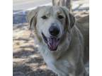 Adopt OBI a Red/Golden/Orange/Chestnut Golden Retriever / Labrador Retriever /