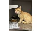 Adopt garfield a Orange or Red Domestic Shorthair cat in Cedartown