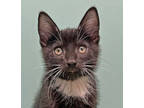 Adopt Chad a All Black Domestic Shorthair / Domestic Shorthair / Mixed cat in