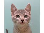 Adopt Connor a Gray or Blue Domestic Shorthair / Domestic Shorthair / Mixed cat