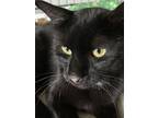 Adopt Tailor a All Black American Shorthair / Mixed (medium coat) cat in Tega