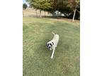 Adopt Thor a Tan/Yellow/Fawn - with White Anatolian Shepherd / Mixed dog in