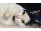 Adopt Hoss a White Domestic Shorthair / Domestic Shorthair / Mixed cat in