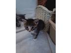 Adopt Honey a Tiger Striped American Shorthair / Mixed (short coat) cat in