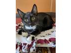 Adopt Small Fry a All Black Domestic Shorthair / Domestic Shorthair / Mixed cat