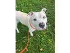 Adopt Kilogram a White American Pit Bull Terrier / Mixed dog in Knoxville