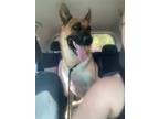 Adopt Scout a Black - with Tan, Yellow or Fawn German Shepherd Dog / Mixed dog
