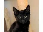 Adopt Svengoolie a All Black Domestic Mediumhair / Mixed cat in Palatine
