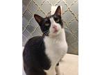 Adopt Lime a Domestic Shorthair / Mixed (short coat) cat in Dallas