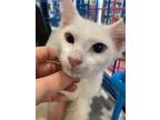 Adopt Tanyalynn a White Siamese (short coat) cat in Dallas, TX (39058835)