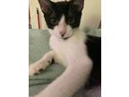 Adopt Milk Duds a Domestic Shorthair / Mixed (short coat) cat in Dallas