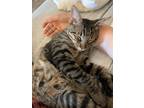 Adopt Kool Kona a Domestic Shorthair / Mixed cat in Dallas, TX (39044204)