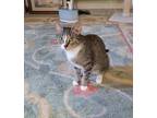 Adopt 35a Jane - 2023 a Domestic Shorthair / Mixed (short coat) cat in Windsor