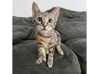 Adopt Bonnie - City of Industry Location a Brown or Chocolate Domestic Shorthair