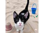 Adopt Dean - City of Industry Location a All Black Domestic Shorthair / Mixed