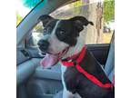 Adopt Bella a Border Collie / Mixed dog in joppa, MD (39057773)