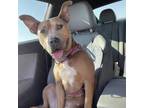 Adopt Ginger a Tan/Yellow/Fawn American Staffordshire Terrier / Mixed dog in