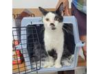 Adopt Stache a All Black Domestic Shorthair / Mixed cat in Garden, KS (38806748)