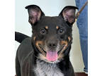 Adopt Rodrick a Black Australian Cattle Dog / Mixed dog in Amery, WI (39052957)