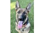 Adopt Paige a Red/Golden/Orange/Chestnut Belgian Malinois / Mixed dog in Red
