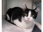 Adopt Oma a Domestic Shorthair / Mixed (short coat) cat in Greeneville