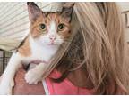 Adopt Brit a Calico or Dilute Calico Domestic Shorthair (short coat) cat in