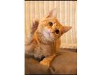 Adopt Charlie a Orange or Red Domestic Shorthair (short coat) cat in Cornelius