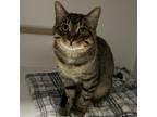 Adopt Bert a Brown or Chocolate Domestic Shorthair / Mixed cat in Melfort